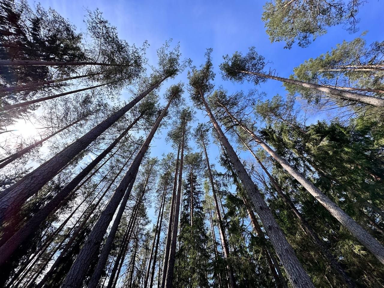 «Лес!Дабро!Парадак!» Налоговая служба Беларуси доказала, что единство начинается с малых дел