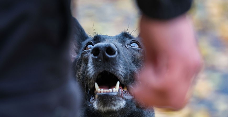 Кто освобожден от уплаты налога за владение собаками, рассказали в МНС