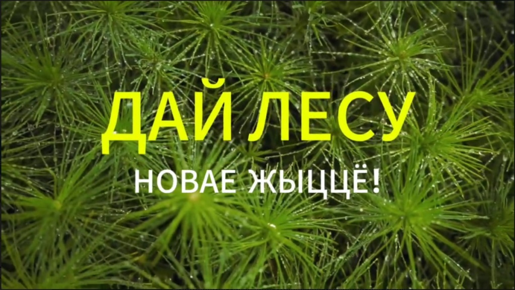 Супрацоýнiкi падатковых органаý Гомельскай вобласцi далучылiся да акцыi «Дай лесу новае жыццё!»